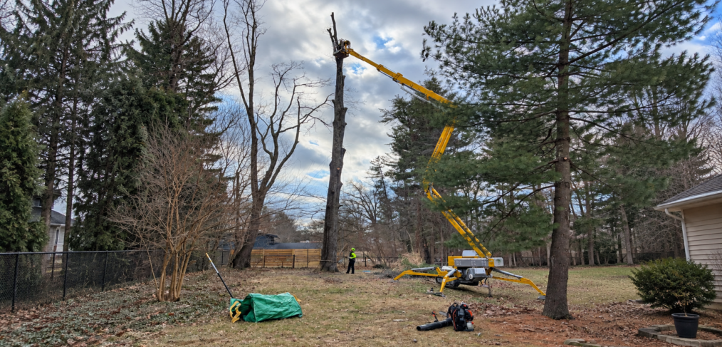 Arborist making a rigged pruning cut in a mature tree in Bloomington, Indiana