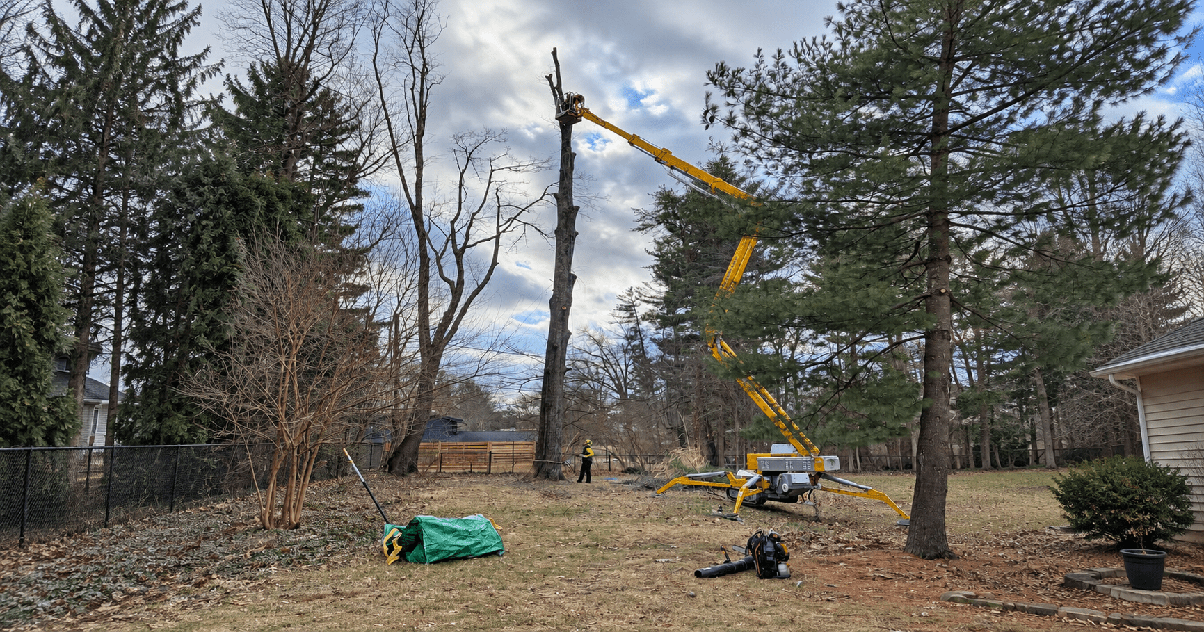 Arborist making a rigged pruning cut in a mature tree in Bloomington, Indiana